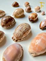 🐚16x Collectie mooie Cypraea schelpen cyprea schelp, Schelp(en), Ophalen of Verzenden