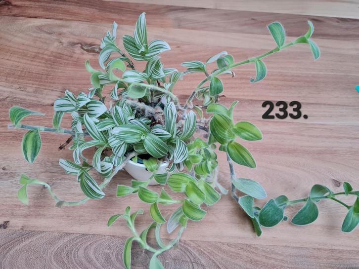 Tradescantia sillamontana + brightness, Huis en Inrichting, Kamerplanten, Minder dan 100 cm, Halfschaduw, Ophalen of Verzenden