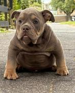 American Bully Micro/Pocket Bully, Dieren en Toebehoren, Honden | Bulldogs, Pinschers en Molossers, Bulldog, Meerdere, Meerdere dieren