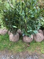Prunus l. Caucasica. laurier  partij 28 stuks, Tuin en Terras, Planten | Struiken en Hagen, Ophalen of Verzenden, Laurier, 100 tot 250 cm