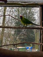 Gevraagd Hoornparkiet pop 2/3 jaar of tek man, Vrouwelijk, Parkiet