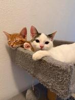 Poes zoekt een nieuwe huis, 0 tot 2 jaar