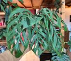 monstera esqueleto (epipremnoides), Huis en Inrichting, Kamerplanten, Ophalen, Overige soorten, Minder dan 100 cm