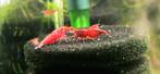 Prachtige Neocaridina garnalen – Sakura Red / Bloody Mary, Dieren en Toebehoren, Vissen | Aquariumvissen, Kreeft, Krab of Garnaal