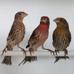 Mexicaanse Roodmussen 4 poppen, Dieren en Toebehoren, Vogels | Overige Vogels, Vrouwelijk, Tropenvogel, Geringd