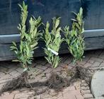 Laurier voor Haag:  Herbergii  30/50cm wortelgoed, Ophalen, Laurier, Haag, 100 tot 250 cm