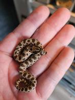 Heterodon nasicus nk 25, Slang