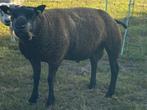 texelaar dekram, Dieren en Toebehoren, Schapen, Geiten en Varkens, Mannelijk, Schaap, 0 tot 2 jaar