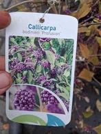 Callicarpa bodinieri profusion Paarse bessen struiken, Ophalen of Verzenden, Overige soorten, Struik, 100 tot 250 cm