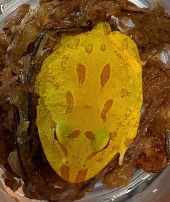 Albino Pacman Kikker (Ceratophrys Cranwelli)