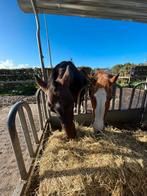 Pensionstalling gezocht voor 2 oude paardjes (spoed), Weidegang, 2 of 3 paarden of pony's