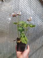 Geranium macrorrhizum, Tuin en Terras, Planten | Tuinplanten, Bodembedekkers, Volle zon, Vaste plant, Ophalen of Verzenden