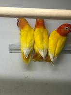 Lutino Opaline Fischeri, Dieren en Toebehoren, Vogels | Parkieten en Papegaaien, Meerdere dieren, Dwergpapegaai of Agapornis, Geringd