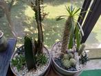 Succulenten en cactussen composities, Ophalen, Overige soorten, In pot, Minder dan 100 cm