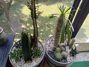 Succulenten en cactussen composities beschikbaar voor biedingen