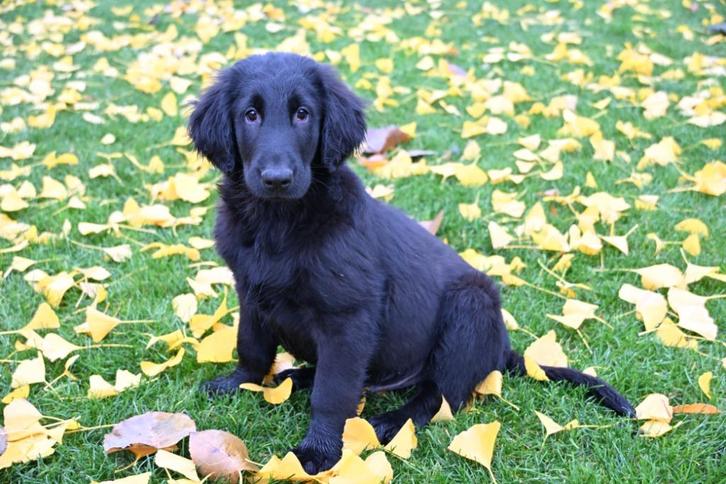 💙💙prachtige flatcoated retiever pup 💙💙, Dieren en Toebehoren, Honden | Retrievers, Spaniëls en Waterhonden, Reu, Overige rassen