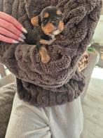 Biwwerjork terrier pups, Yorkshire Terriër, Reu, Meerdere, Nederland