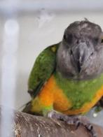 Bonte Boer broedrijp, Mannelijk, Papegaai, Geringd