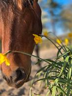 Stalling en gezamenlijke paddock vrij voor een merrie, Dieren en Toebehoren, Stalling en Weidegang, Stalling, 1 paard of pony