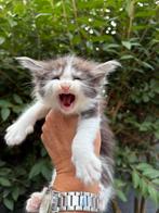 Zeer mooie en sociale Main Coon kittens Russische lijn, Meerdere dieren, Gechipt, 0 tot 2 jaar