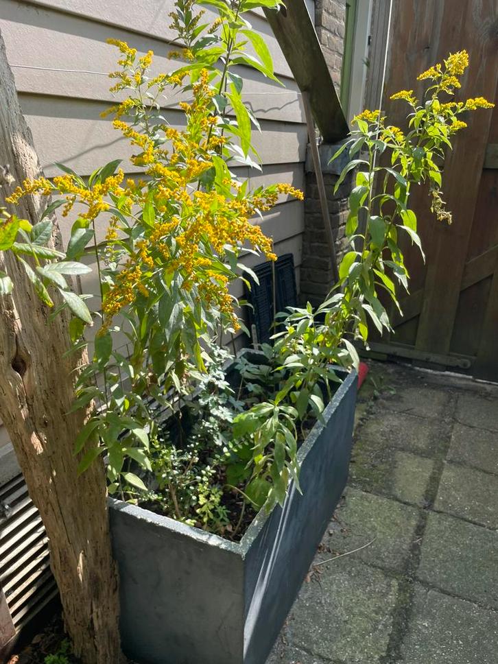 Grote plantenbak met Gulden roede & Hibiscus. Gifvrij, Tuin en Terras, Planten | Tuinplanten, Overige soorten, Ophalen