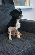 Shih tsu, Dieren en Toebehoren, Honden | Chihuahua's en Gezelschapshonden, Particulier, 1 tot 2 jaar, Buitenland, Teef