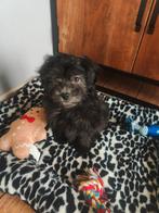 Boomer  pups    (Boomer X dwergpoedel), Parvo, Nederland, Overige rassen, 8 tot 15 weken