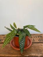 Polkadotplant Polkadot Begonia Stippenplant Kamerplant, Ophalen, Halfschaduw, Minder dan 100 cm