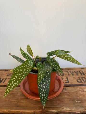 Polkadotplant Polkadot Begonia Stippenplant Kamerplant beschikbaar voor biedingen