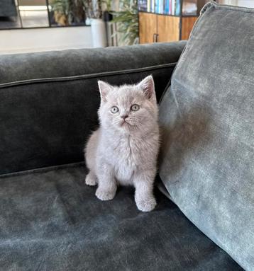 Britse korthaar kittens Lilac kater beschikbaar voor biedingen