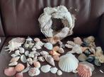 Assortie uit verzameling met 2 stukjes koraal en zeegel enzo, Verzamelen, Mineralen en Fossielen, Schelp(en), Ophalen