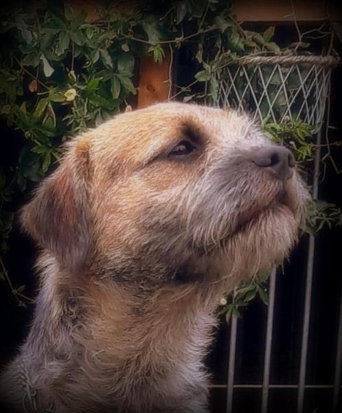 BORDER TERRIER DEKREU GUS, Dieren en Toebehoren, Honden | Dekreuen, Reu, Particulier, Meerdere, Buitenland, 3 tot 5 jaar, CDV (hondenziekte)