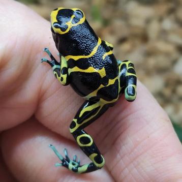 Dendrobates leucomelas 'Cerro autana', de mooiste leucomelas beschikbaar voor biedingen