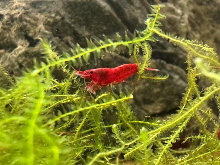 15x Garnalen Rood (Neocaridina), Dieren en Toebehoren, Vissen | Aquariumvissen, Kreeft, Krab of Garnaal