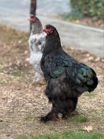 Prachtige brahma hanen!, Dieren en Toebehoren, Mannelijk, Kip
