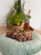 Labradoodle pups abrikoos/wavy fleece, Dieren en Toebehoren, CDV (hondenziekte), Meerdere, 8 tot 15 weken, Meerdere dieren