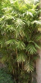 Palm, Banaan, Zijde-boom, en andere tropische zaden, Ophalen, Gehele jaar, Volle zon, Zaad