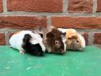Mooie jonge zeugjes!, Cavia, Juni, Vrouwelijk, Tam