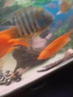 koppel heros rotkeil  15cm wordt 30cm te koop, Dieren en Toebehoren, Vissen | Aquariumvissen, Vis, Zoetwatervis