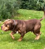 American Bully DEKREU Tri Choco, Rabiës (hondsdolheid), Reu, 1 tot 2 jaar, Eén hond