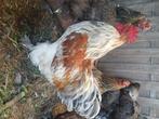 Haan brahma, Dieren en Toebehoren, Pluimvee, Mannelijk, Kip
