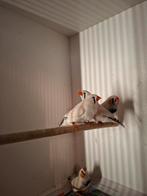 Masker grijze zebravink, Meerdere dieren