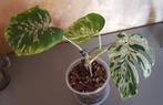 Monstera Bulbasaur, Ophalen of Verzenden, Overige soorten, Minder dan 100 cm