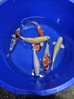 UITVERKOOP Diverse Japanse koi karper | Koikarpers, Dieren en Toebehoren, Vissen | Vijvervissen, Karper of Koi