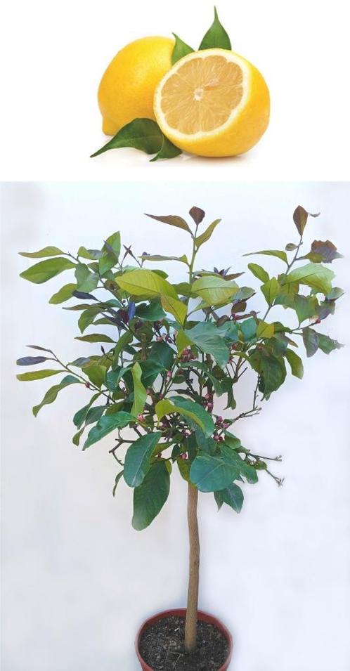 Citroen Op Stam-Citrus Limon-Vruchtdragend-100 cm Hoog, Tuin en Terras, Planten | Fruitbomen, Citroenboom, 100 tot 250 cm, Volle zon