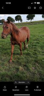 Knappe 3 jarige Quarter horse ruin, Dieren en Toebehoren, Merrie, 3 tot 6 jaar