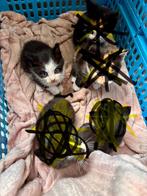 Kittens te koop, Dieren en Toebehoren, Meerdere dieren, 0 tot 2 jaar
