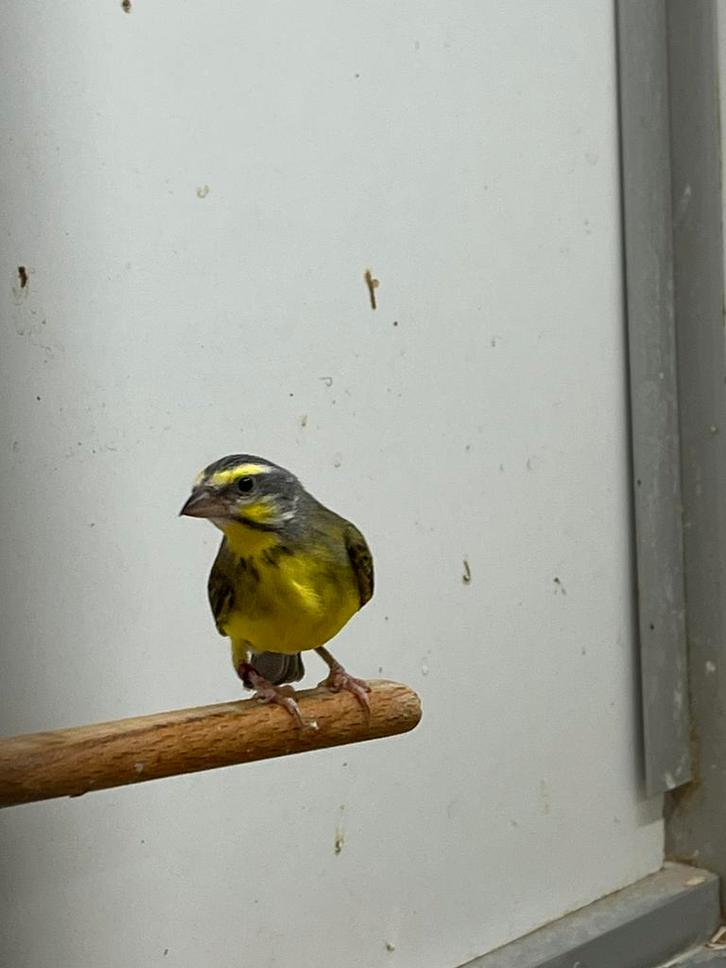1-1 Mozambique Sijs, Dieren en Toebehoren, Vogels | Overige Vogels, Meerdere dieren, Geringd