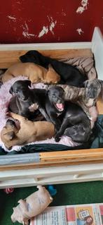 Windhond pups, Dieren en Toebehoren, Honden | Niet-rashonden, 8 tot 15 weken, Groot, Meerdere, Meerdere dieren