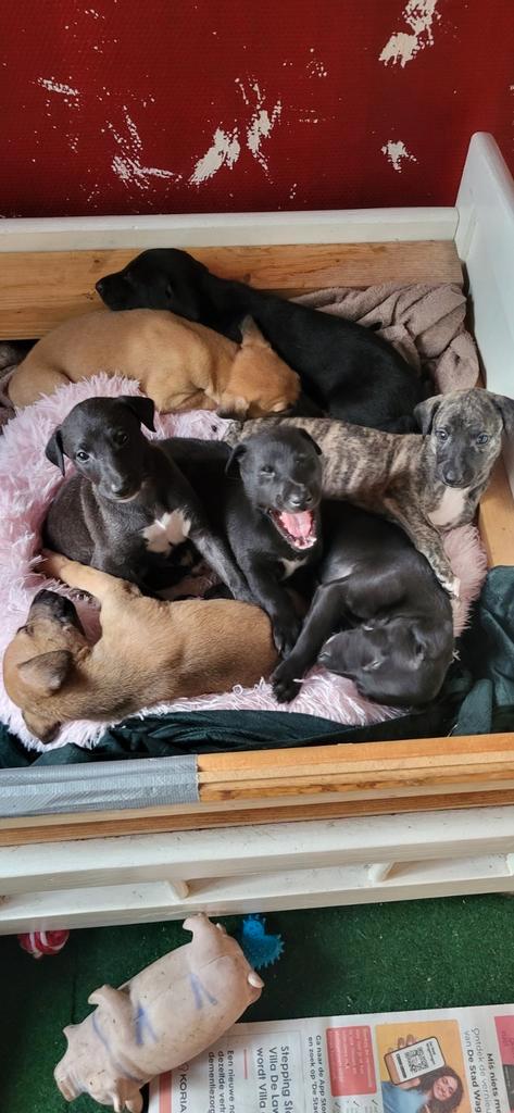 Windhond pups, Dieren en Toebehoren, Honden | Niet-rashonden, Groot, Meerdere dieren, Particulier, Meerdere, Nederland, 8 tot 15 weken